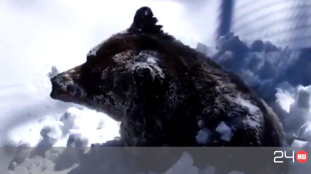 A Canadian bear appeared waking up from its winter sleep from under heavy snow cover