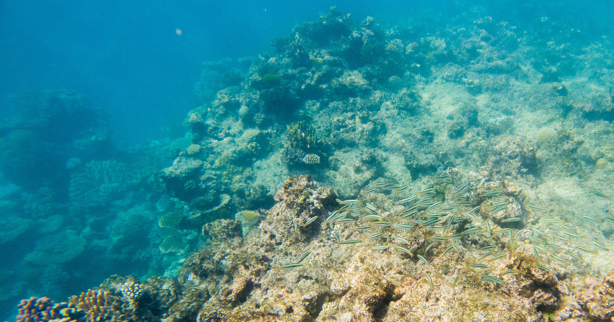 Bibliography – Science and Technology – The Great Barrier Reef may be an endangered World Heritage Site