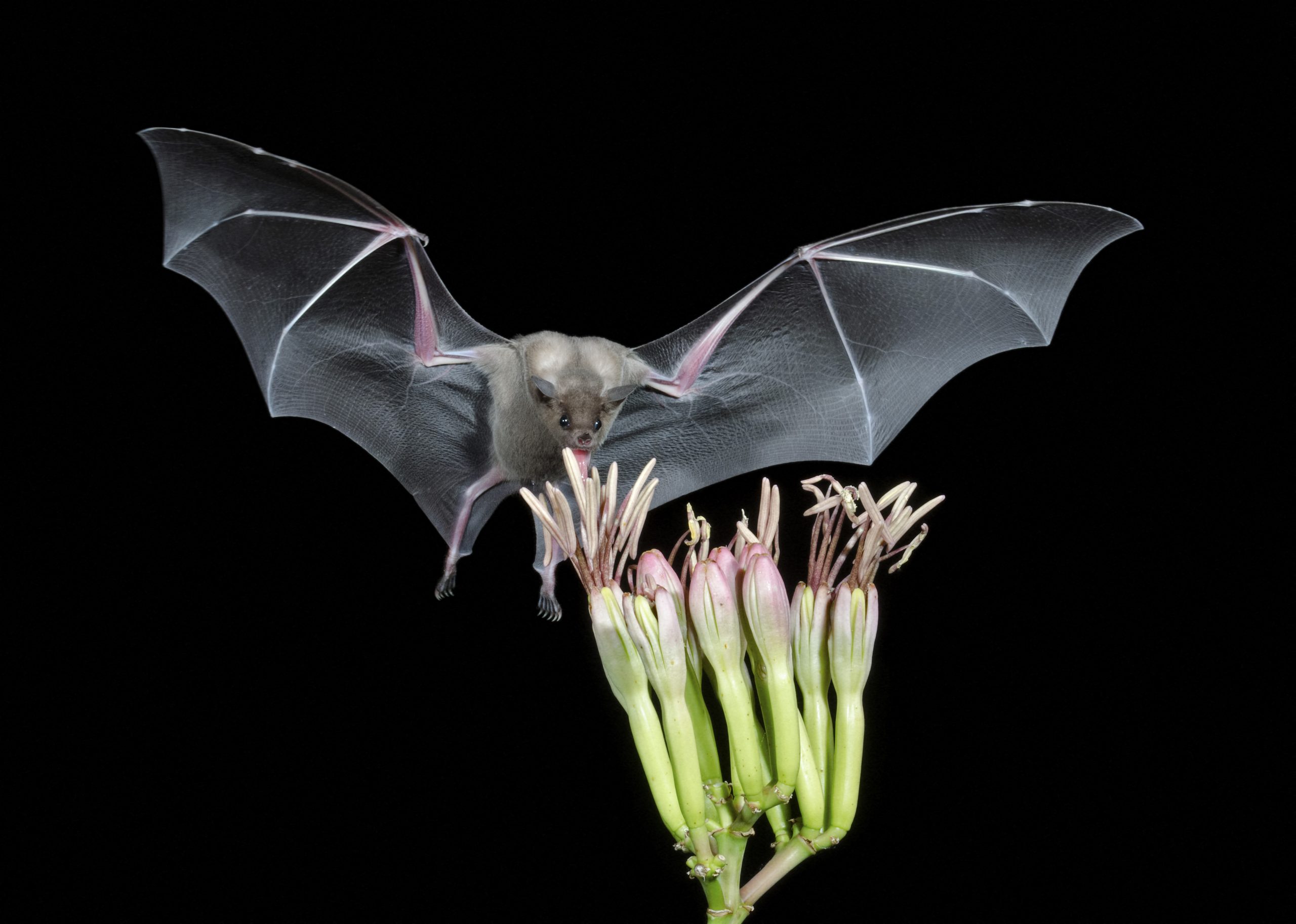 Zigzag bats think about the future