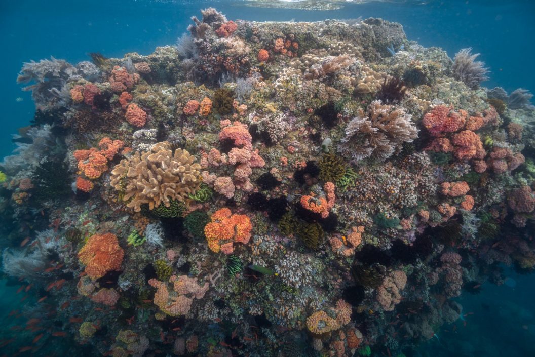 Private coral reefs in the Philippines