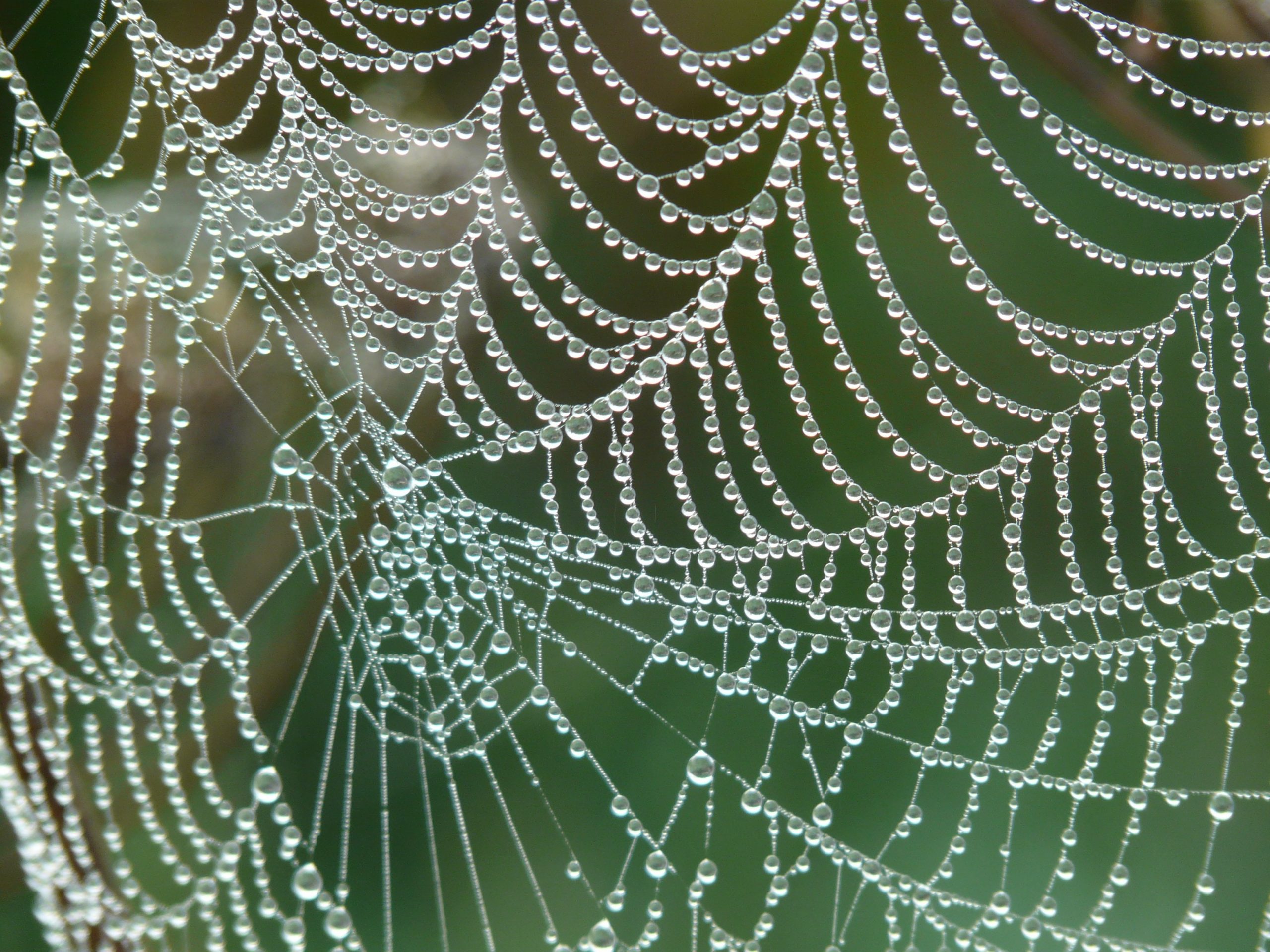 This is why we see more spiders in our house as autumn approaches