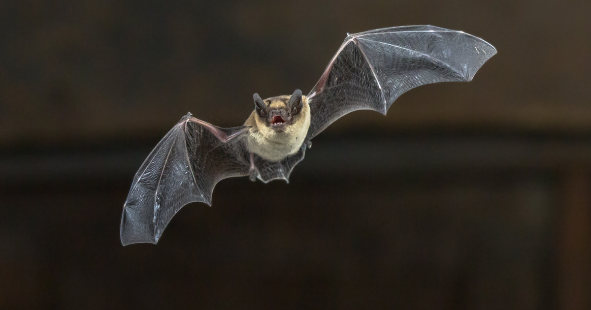 Index – Science – It’s a Batman movie, but it’s time to talk about real bats too