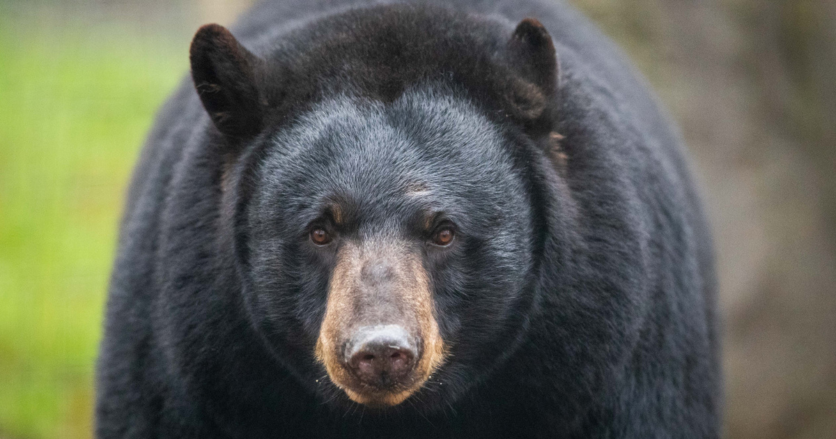 Index – Abroad – Five bears were found under a house in California