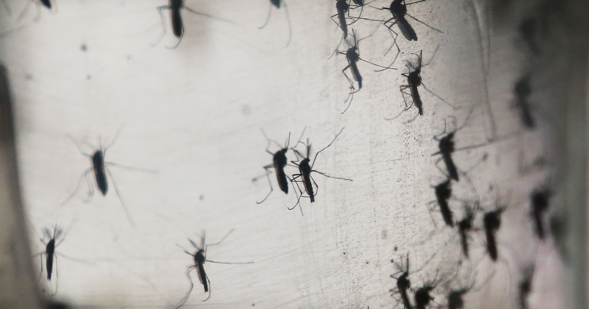 Index – Science – Hundreds of millions of mosquitoes spoil, and vampires can absorb viruses