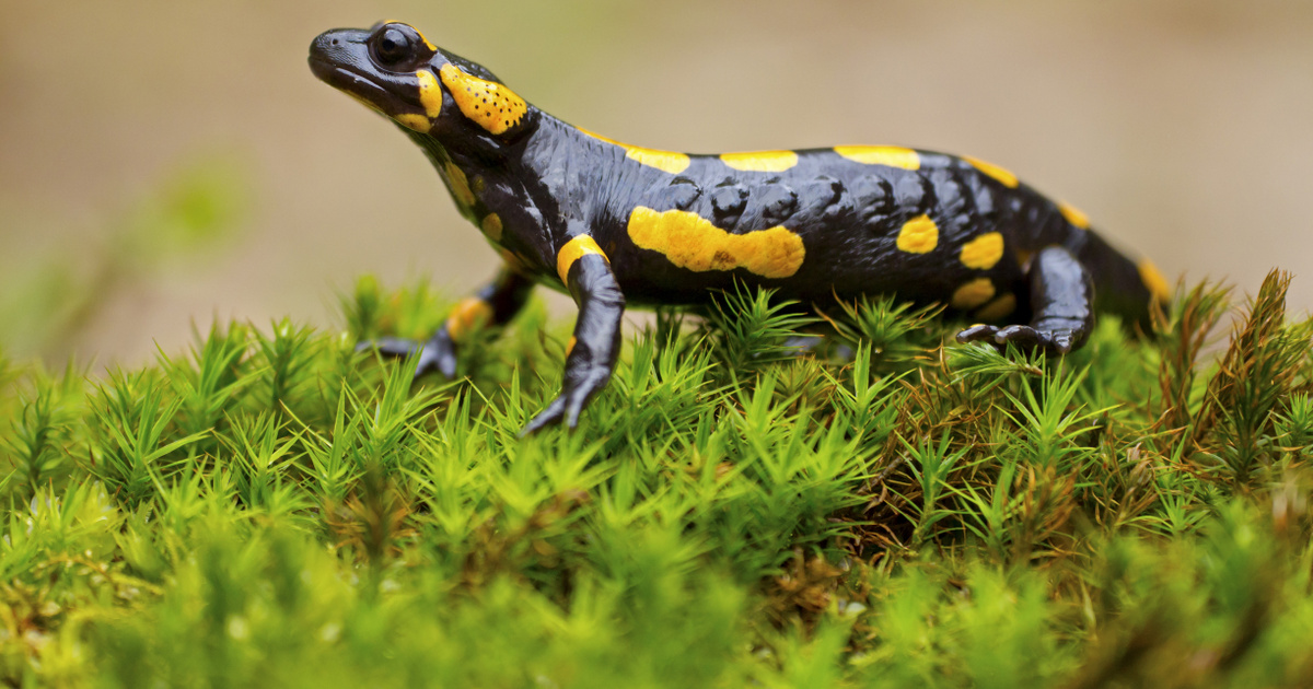 Index – Science – Uncover the secrets of the parachute salamander