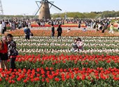 Ruined tulips, scorched beach still in the footsteps of tourists Insta