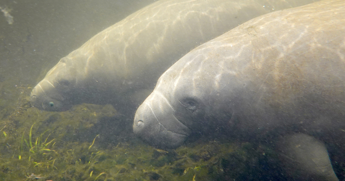 Index – Science – Dugongs in danger