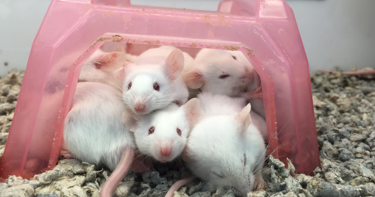 Index – Tech-Science – Mouse clones from freeze-dried skin cells