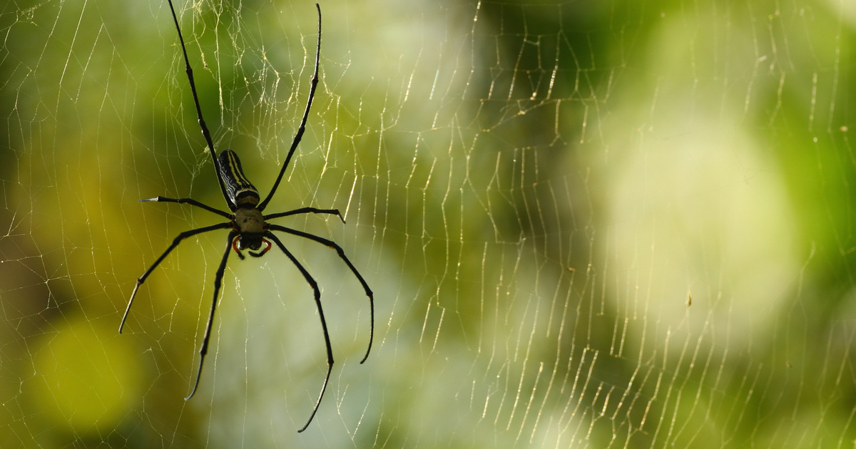 Index – The Science – Dead spiders can come back to life as robots