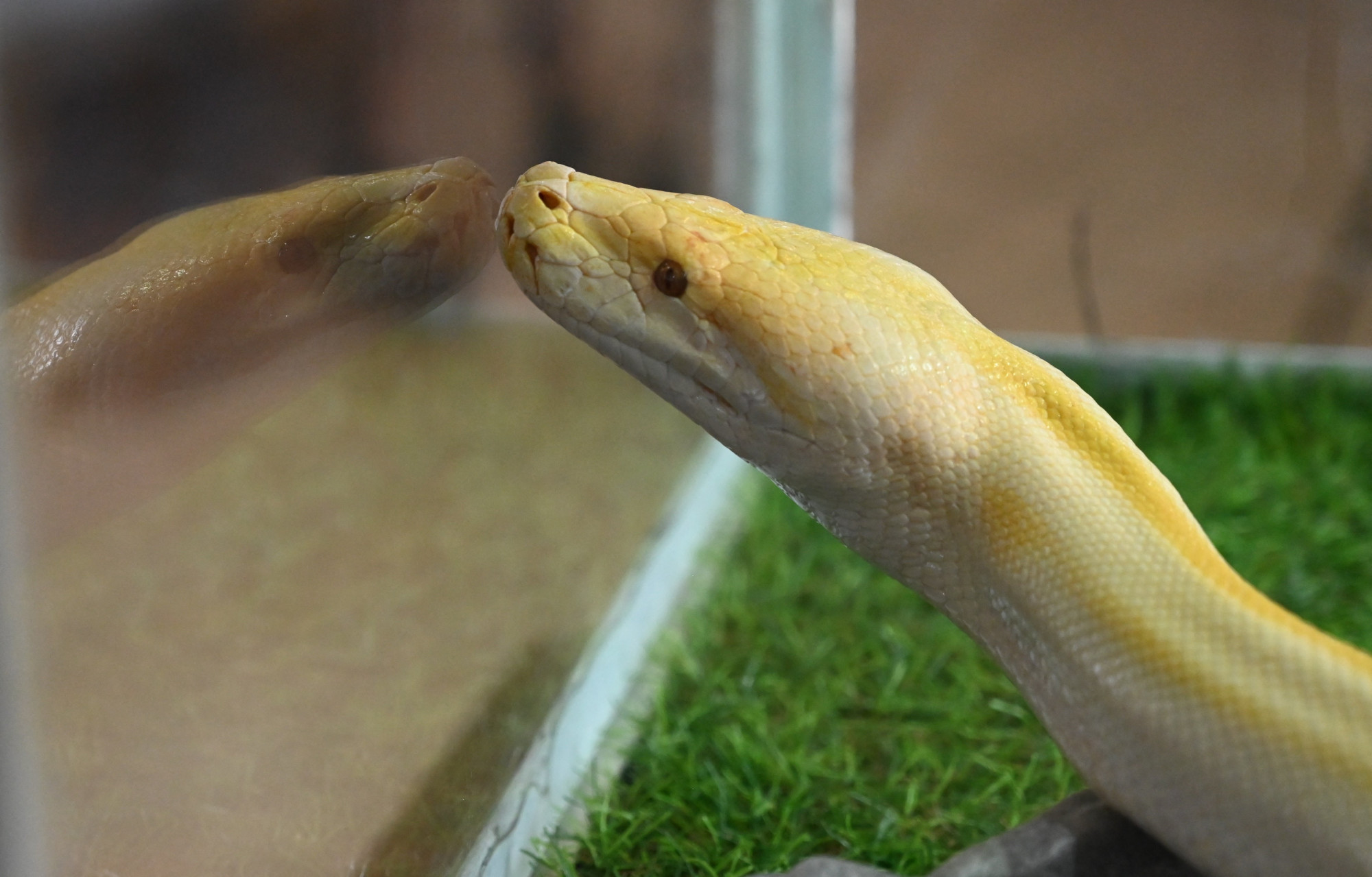 The English were certainly surprised that the snake was climbing on the roof