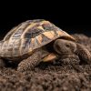 The Marginated Tortoise: Comprehensive Insights into Europe’s Largest Tortoise