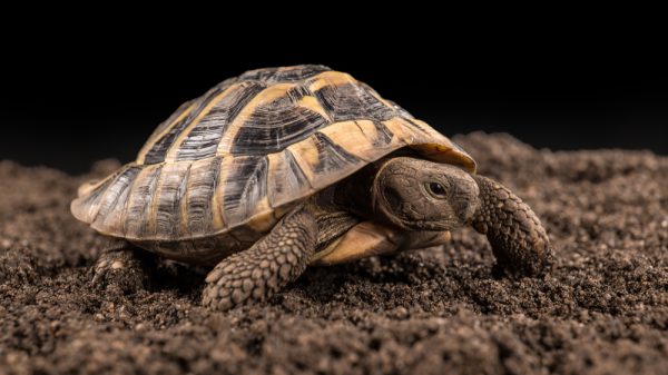 The Marginated Tortoise: Comprehensive Insights into Europe’s Largest Tortoise