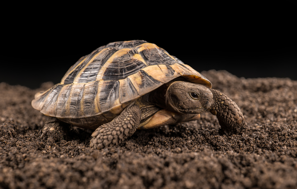 The Marginated Tortoise: Comprehensive Insights into Europe’s Largest Tortoise